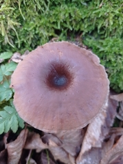 Pseudoclitocybe cyathiformis