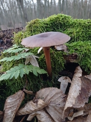 Pseudoclitocybe cyathiformis