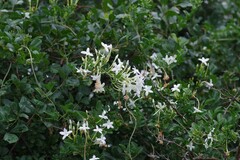 Jasminum angulare