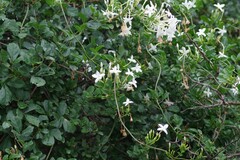 Jasminum angulare