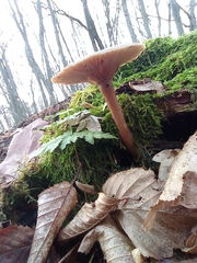 Pseudoclitocybe cyathiformis