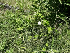 Convolvulus crenatifolius
