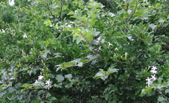 Jasminum angulare