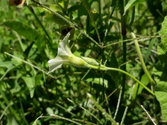 Convolvulus crenatifolius