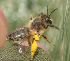 Andrena nigroaenea