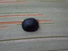 Hemisphaerota cyanea