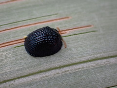 Hemisphaerota cyanea