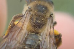 Andrena nigroaenea