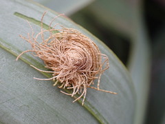 Hemisphaerota cyanea