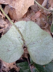 Asarum europaeum