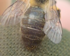Andrena nigroaenea