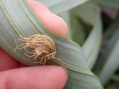 Hemisphaerota cyanea