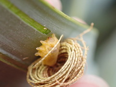 Hemisphaerota cyanea