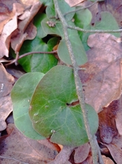Asarum europaeum