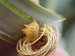 Hemisphaerota cyanea