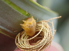 Hemisphaerota cyanea