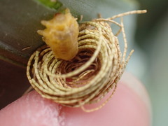 Hemisphaerota cyanea