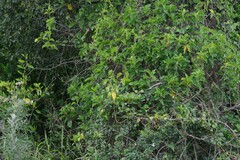 Vincetoxicum cordatum