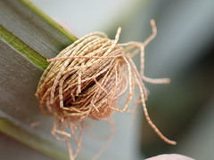 Hemisphaerota cyanea