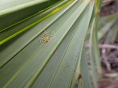 Hemisphaerota cyanea
