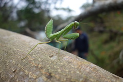 Hierodula patellifera