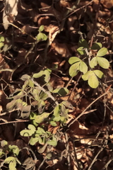 Chamaecytisus hirsutus