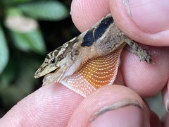 Anolis cupreus