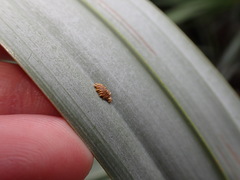 Hemisphaerota cyanea