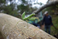 Hierodula patellifera