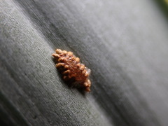 Hemisphaerota cyanea