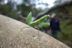Hierodula patellifera