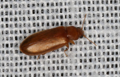 Mycteridae