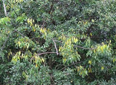 Dalbergia obovata