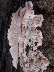Corticium roseum