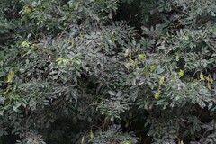 Dalbergia obovata