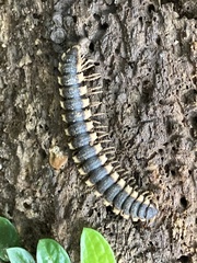 Nyssodesmus python