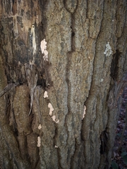 Corticium roseum