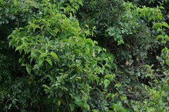 Vincetoxicum cordatum