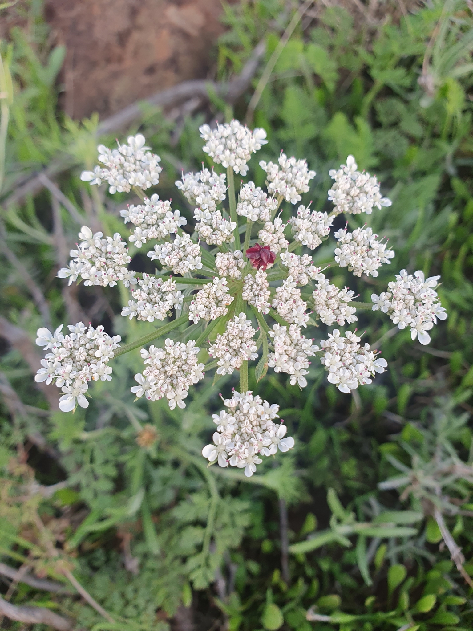 Daucus carota