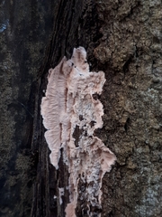 Corticium roseum