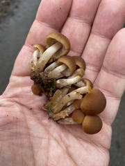 Psathyrella piluliformis