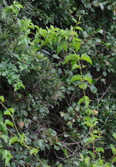 Vincetoxicum cordatum