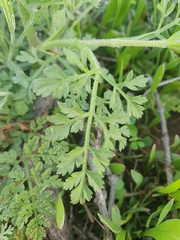 Daucus carota image