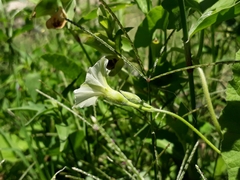Convolvulus crenatifolius