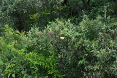 Dalechampia capensis