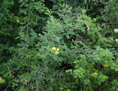 Crotalaria capensis