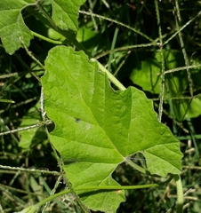 Convolvulus crenatifolius