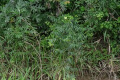 Secamone filiformis