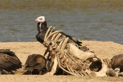 Trigonoceps occipitalis