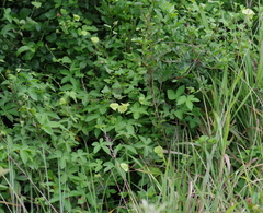 Dalechampia capensis